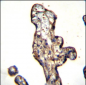 SLC15A3 Antibody (Center)